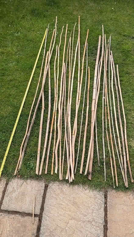 Photo of free 20 Lengths of bamboo (Worcester WR4) #1