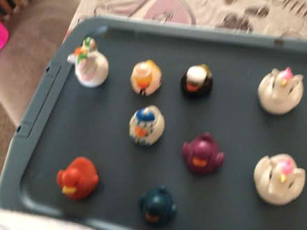 Photo of free Novelty Ducks (New Balderton) #2