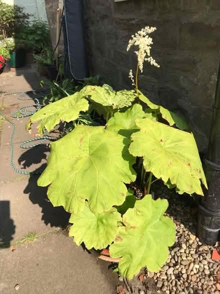 Photo of free Astilboides Plant (Law DD3) #1