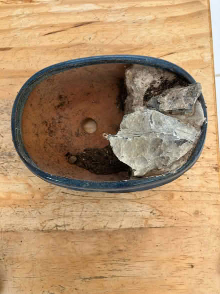 Photo of free Bonsai pot (Hailsham BN27) #2
