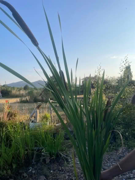 Photo of free Bulrushes! (Bastonford WR13) #1