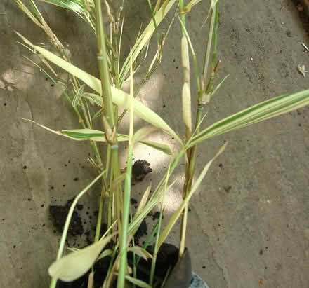 Photo of free Variegated Bamboo (Wallington SM6) #2