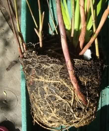 Photo of free Bamboo Fargesia 'Asian Wonder (Wallington SM6) #2