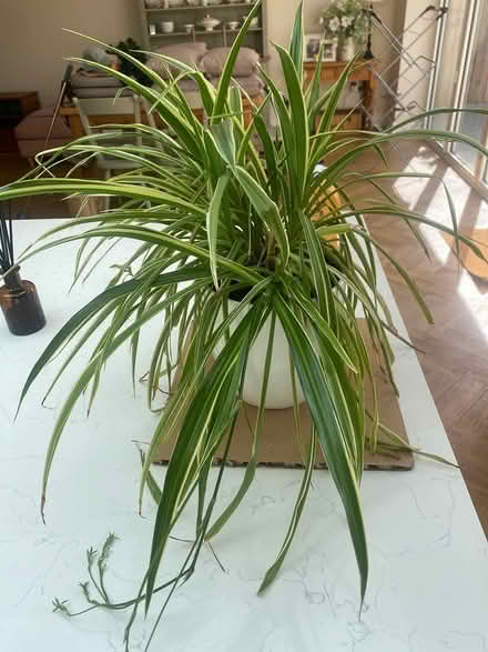 Photo of free Mature ‘spider’ plant (Leigh on sea) #2