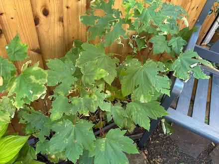 Photo of free 8 Young sycamore trees (Cradley Heath B64 Haden Hill) #2