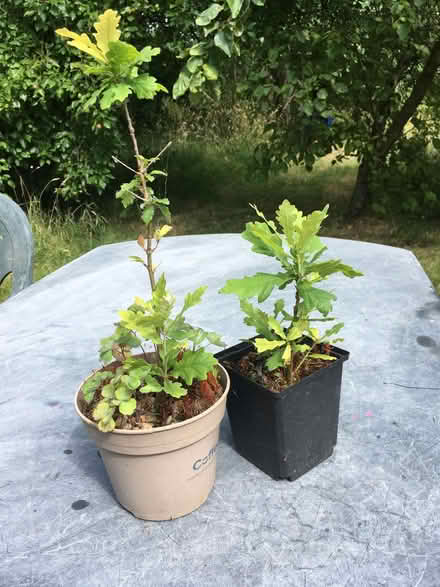 Photo of free Oak tree Saplings (Scotton HG5) #1