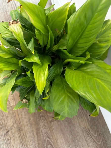 Photo of free 2 house plants in pots (Stobhill NE61) #1