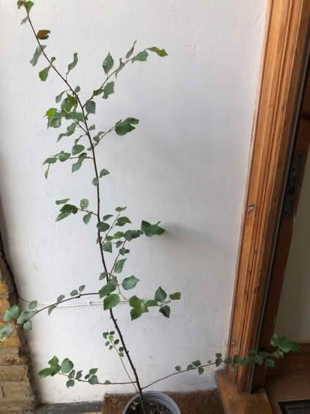 Photo of free Young Silver birch tree (Stroud Green N4) #1