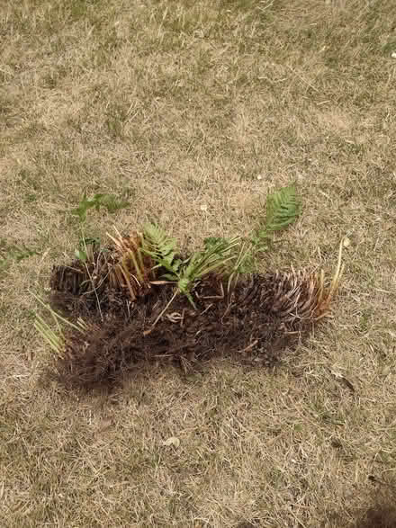 Photo of free Fern plant - clumps of roots (Yew Tree WS5) #1