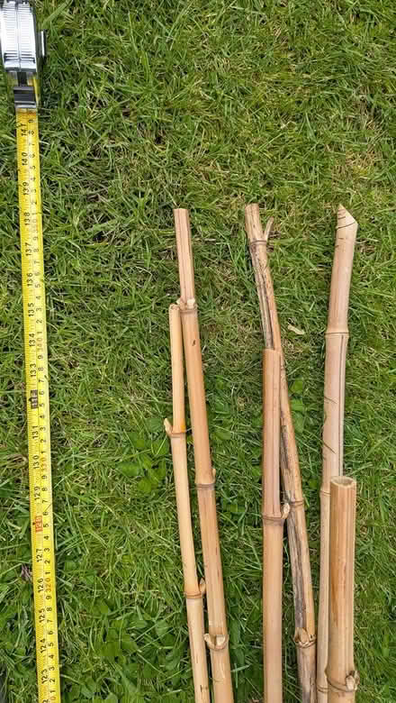 Photo of free 20 Lengths of bamboo (Worcester WR4) #2