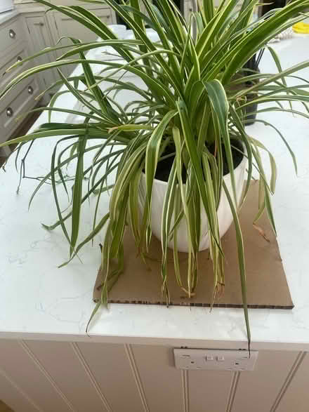 Photo of free Mature ‘spider’ plant (Leigh on sea) #1