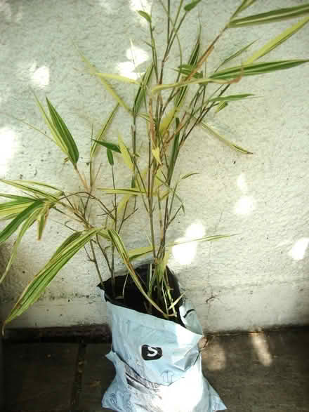 Photo of free Variegated Bamboo (Wallington SM6) #1