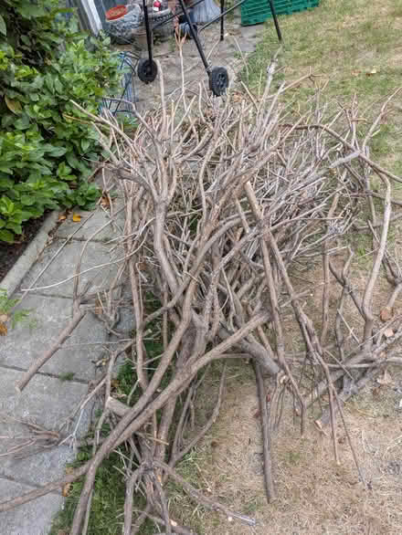 Photo of free Rhododendron wood for kindling (Addlestone KT15) #1