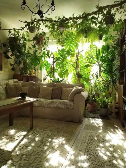 Photo of House plants (Monk Bretton S71) #1