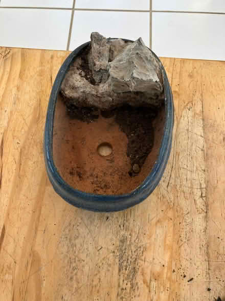 Photo of free Bonsai pot (Hailsham BN27) #3