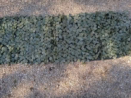 Photo of free Artificial ivy decorative fence covering (Emmer Green RG4) #2
