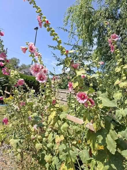 Photo of free Hollyhock and Sea Holly seedlings (University of Bath BA2) #3