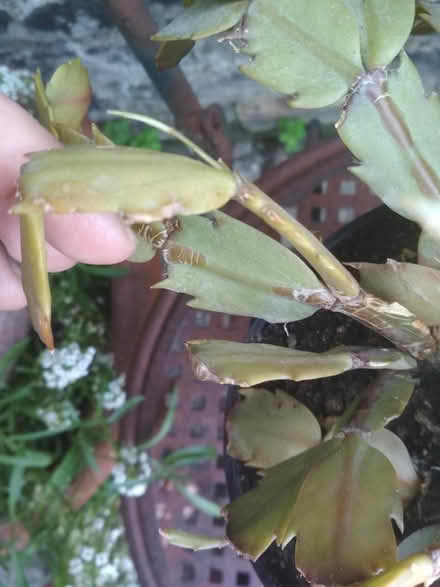 Photo of free Christmas cactus in need of TLC (Dublin central) #2