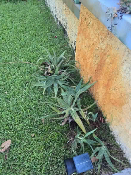 Photo of free Aloe Vera plants (fort Lauderdale) #1