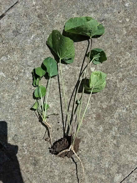 Photo of free Hollyhock and Sea Holly seedlings (University of Bath BA2) #1