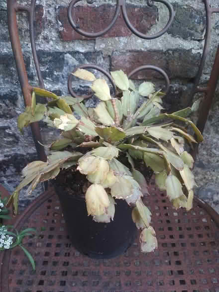 Photo of free Christmas cactus in need of TLC (Dublin central) #1