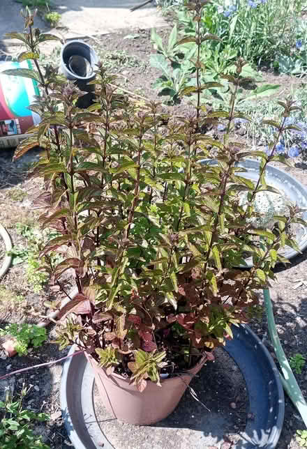 Photo of free Pepermint Bush (Backworth NE27) #1
