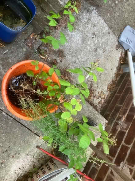 Photo of free Blackberry bush and Toadflax (Penrith CA11) #2