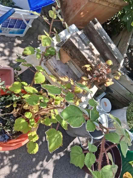 Photo of free raspberry plant (Sale M33) #1