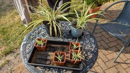 Photo of free Spider Plants (Hill Head, PO14 2) #1