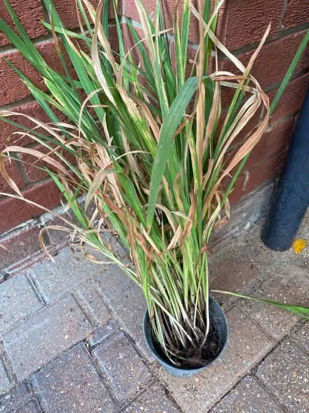 Photo of free Crocosmia corms (Hellesdon NR6) #1