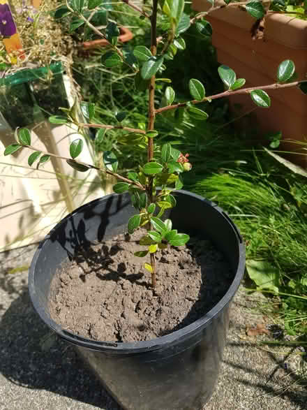 Photo of free Cotoneaster (Kendal LA9) #1