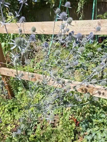 Photo of free Hollyhock and Sea Holly seedlings (University of Bath BA2) #2