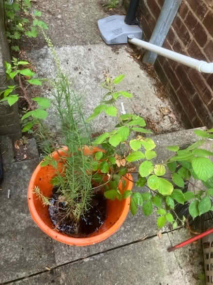 Photo of free Blackberry bush and Toadflax (Penrith CA11) #1