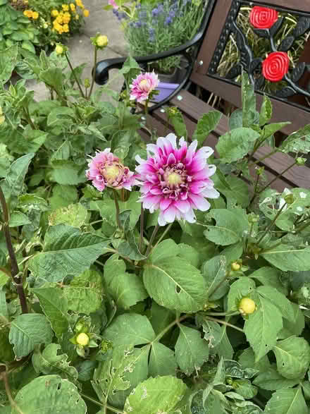 Photo of free Dahlias (Inkersall Green S43) #2
