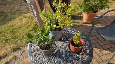Photo of free Jade Plants (Hill Head, PO14 2) #1