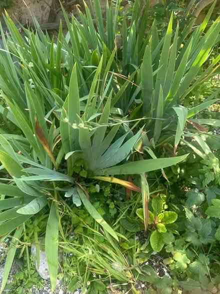 Photo of free Iris rhizomes (Heysham LA3) #1