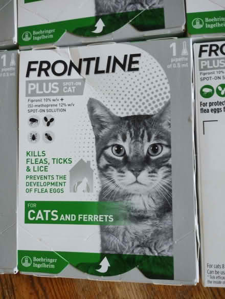 Photo of free Flea treatment for cats (Crosspool S10) #1