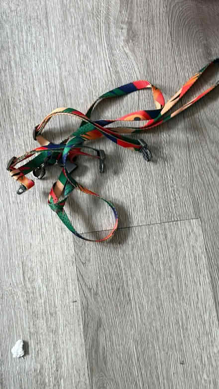 Photo of free Cat/dog leash (Bromley BR2) #1