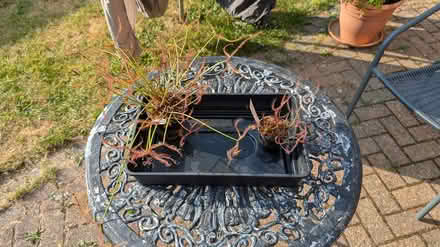 Photo of free Carnivorous plants (Hill Head, PO14 2) #1