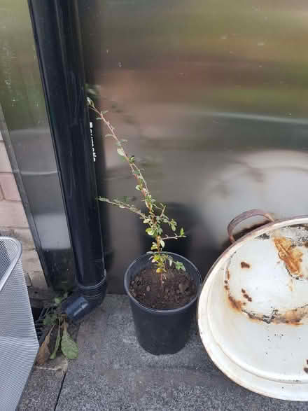 Photo of free Cotoneaster (Kendal LA9) #2