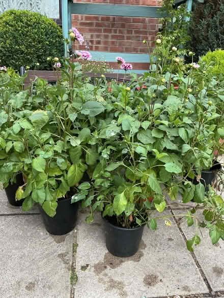 Photo of free Dahlias (Inkersall Green S43) #1