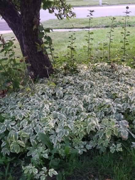 Photo of free Snow on the Mountain ground cover (Downtown Bartlett) #1