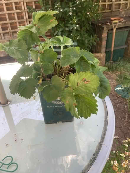 Photo of free Strawberry plant (Bernards Heath AL3) #1