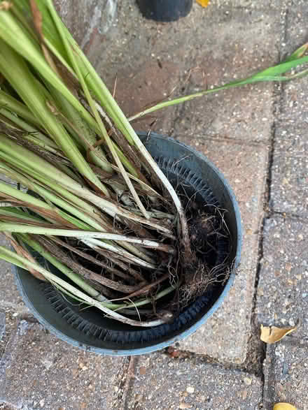Photo of free Crocosmia corms (Hellesdon NR6) #2
