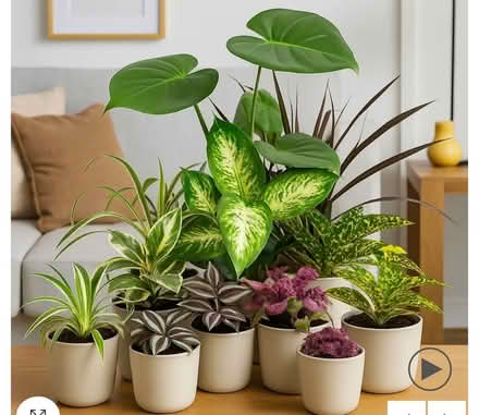 Photo of Indoor Plants or cutting (Liverpool L6) #1