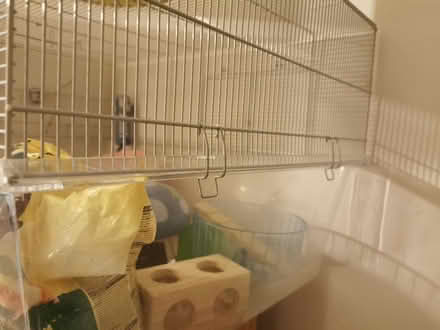 Photo of free Hamster cage (Woodside CR0) #1