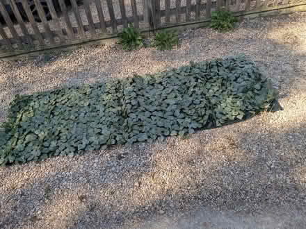 Photo of free Artificial ivy decorative fence covering (Emmer Green RG4) #1