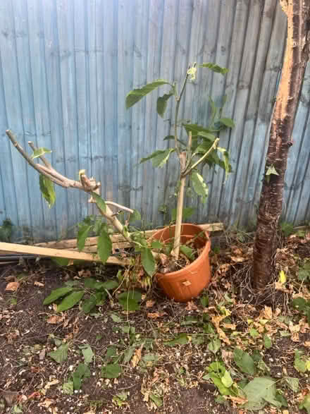 Photo of free Avocado tree (Barnet N11) #1