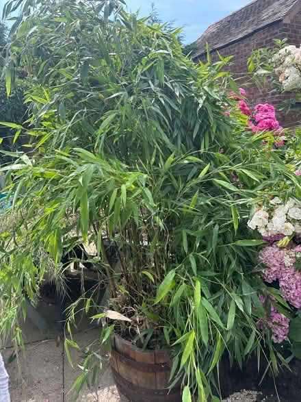 Photo of free Bamboo plant (St. Georges TF2) #1