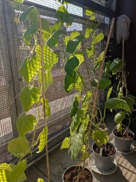 Photo of free 2 cucumber plants (Stepney E1) #1